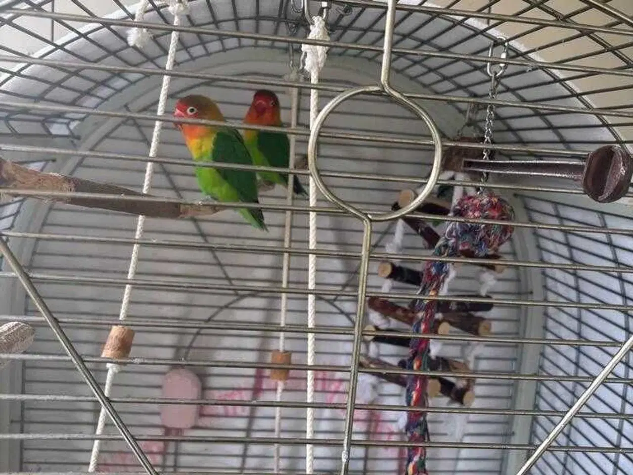 Billede 10 - Dværgpapegøje med bur