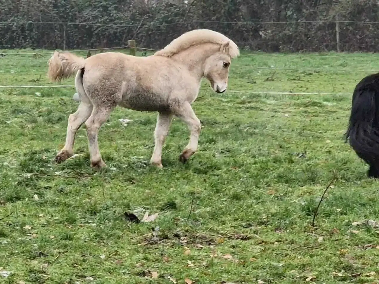 Billede 3 - Light Rødblakke Fjordhorse stallion 3 years old