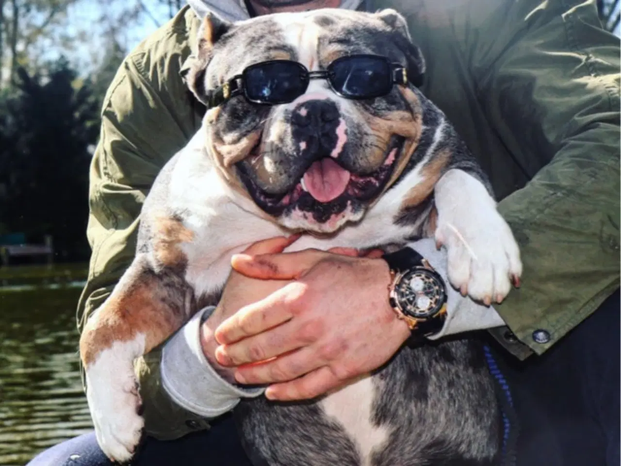 Billede 2 - American Bully Pocket ABKC hvalp tæve