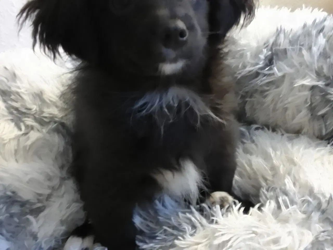 Billede 1 - Den skønneste Pomeranian-blandingshvalp