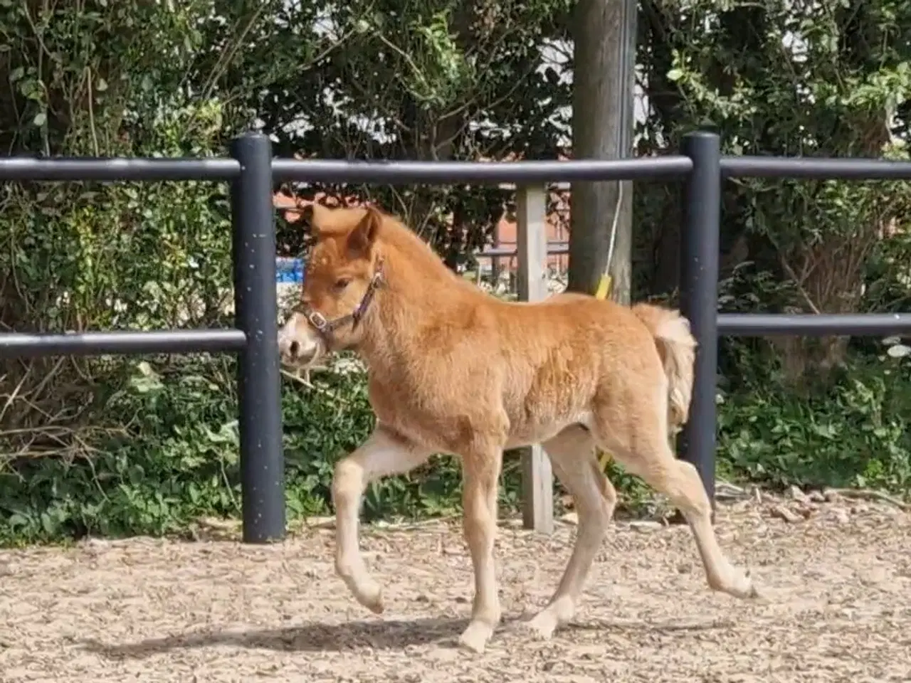 Billede 5 - Fantastisk smuk islænder hingst føl sælges 