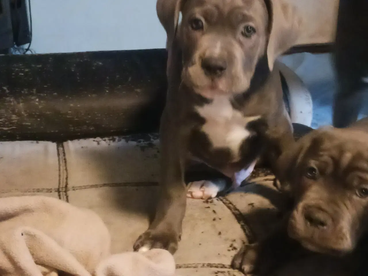 Billede 1 - Cane Corso Italiano