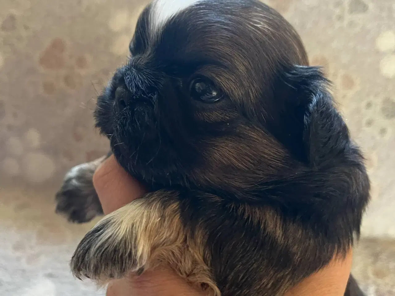 Billede 5 - Shih Tzu hvalpe