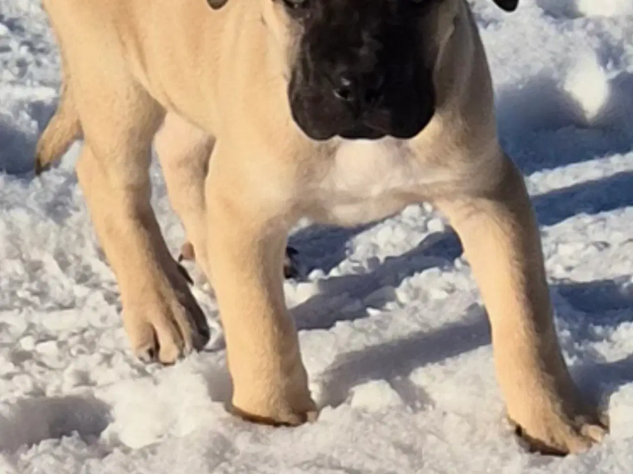 Billede 1 - Cane corso