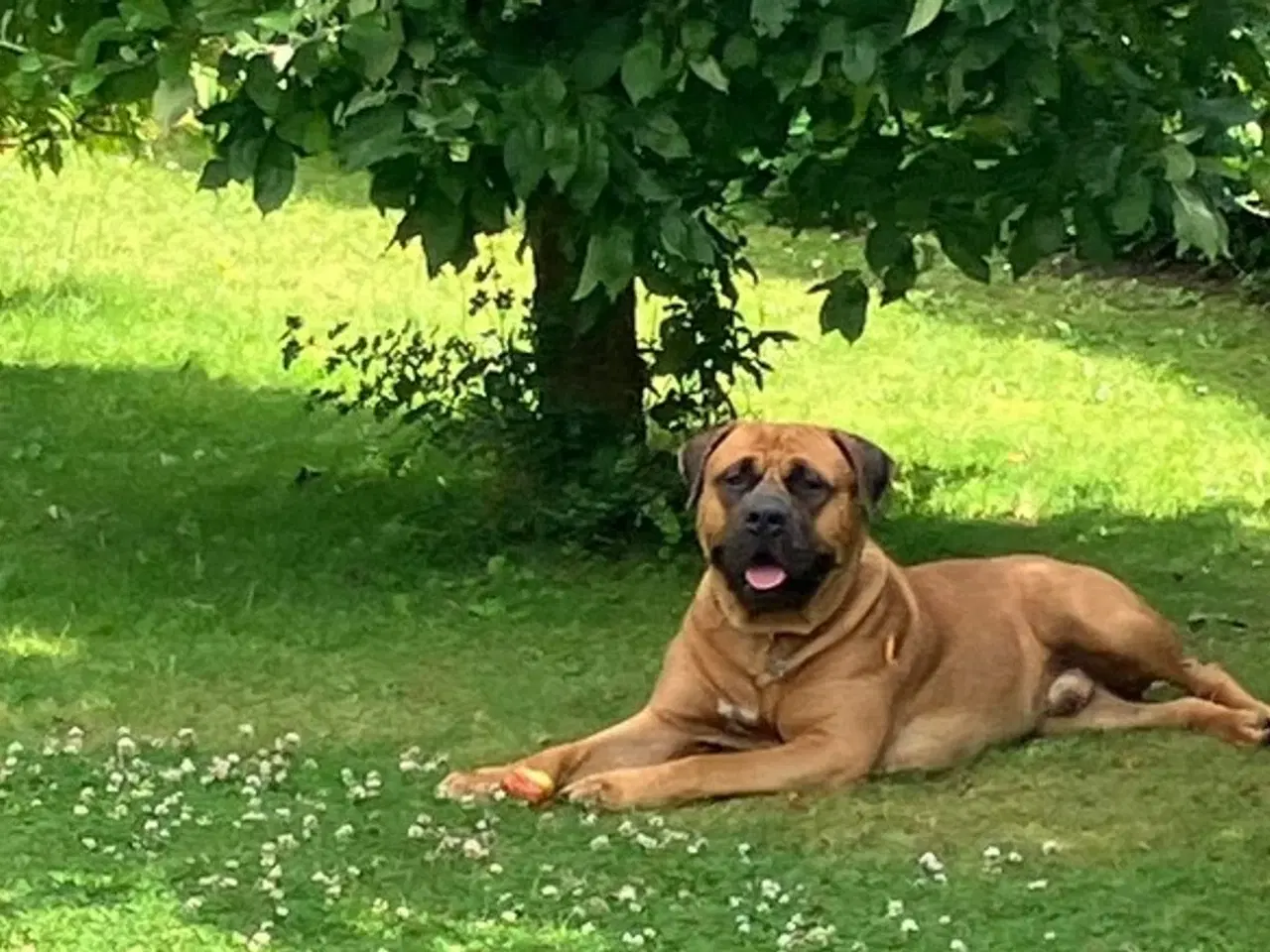 Billede 11 - Mastiff blandingshvalpe