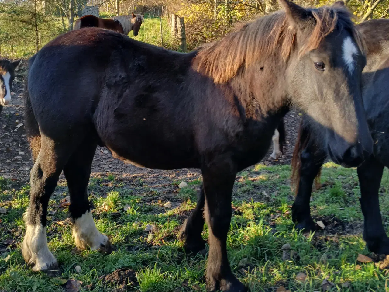 Billede 6 - Hoppeføl sælges