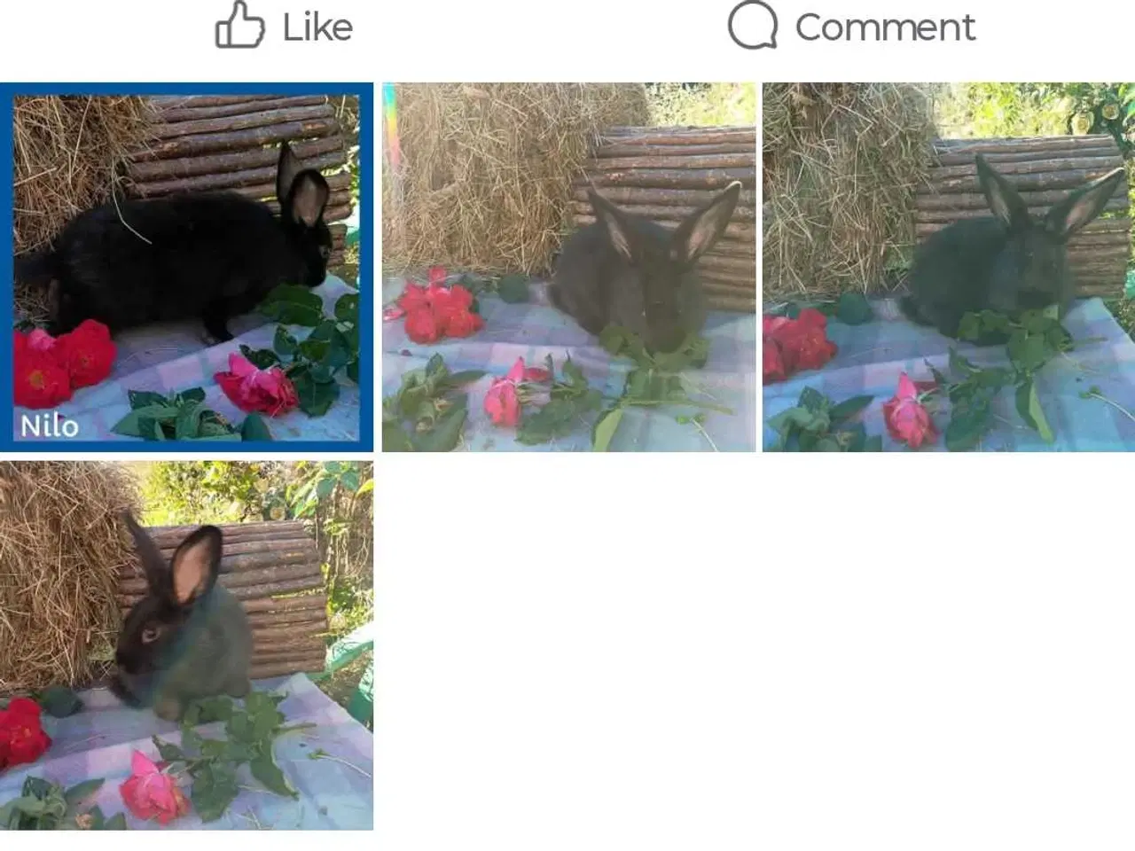 Billede 2 - Kastreret Vaccineret han  kanin dreng