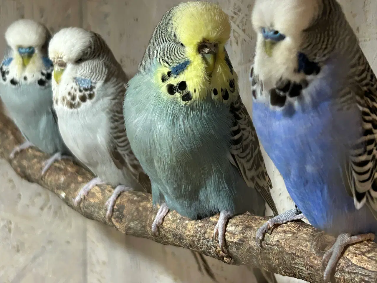 Billede 1 - Engelske undulater 