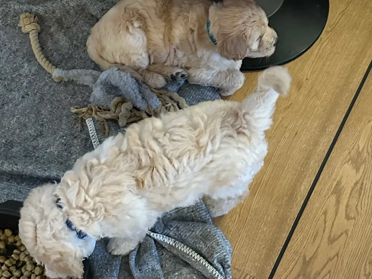 Billede 11 - Goldendoodle