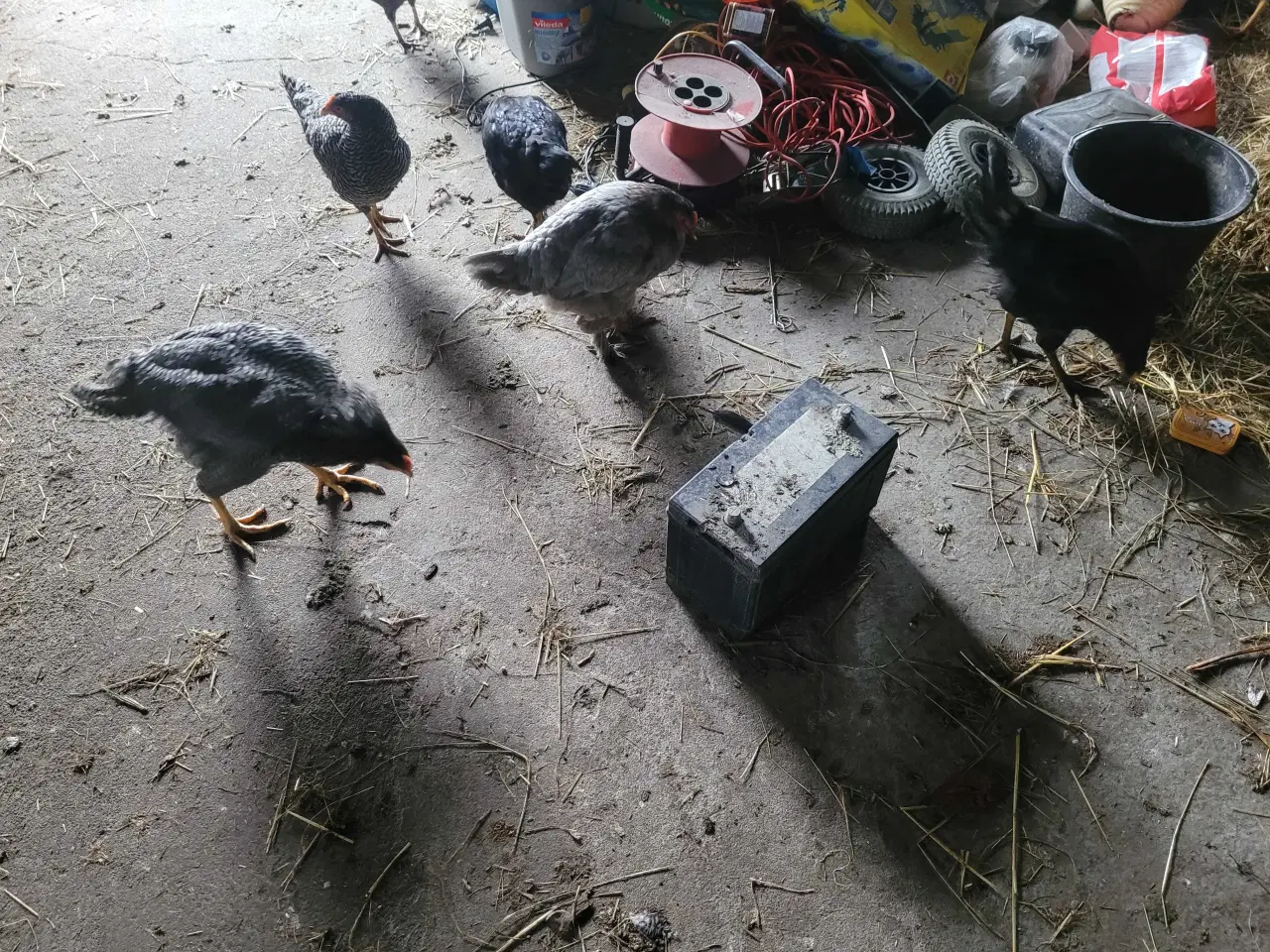 Billede 2 - 13 høns i fuld æglægning plus 8 høne kyllinger