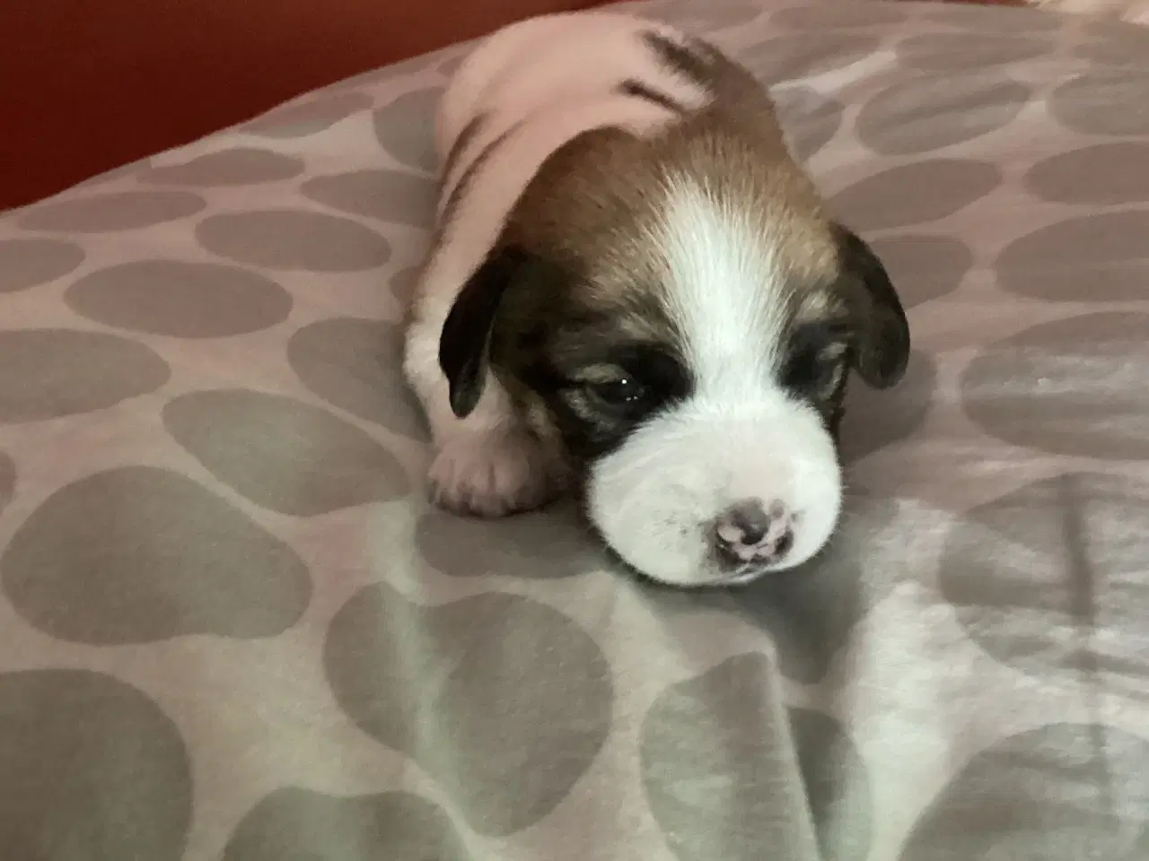 Billede 6 - Jack Russell terrier hvalpe