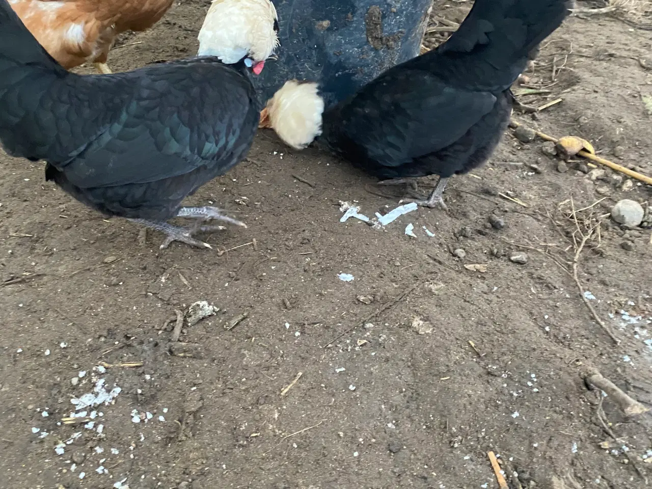 Billede 6 - 4 toppede hollændere høns