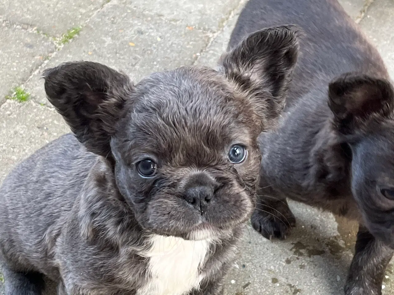 Billede 3 - Fluffy fransk bulldog med stamtavle