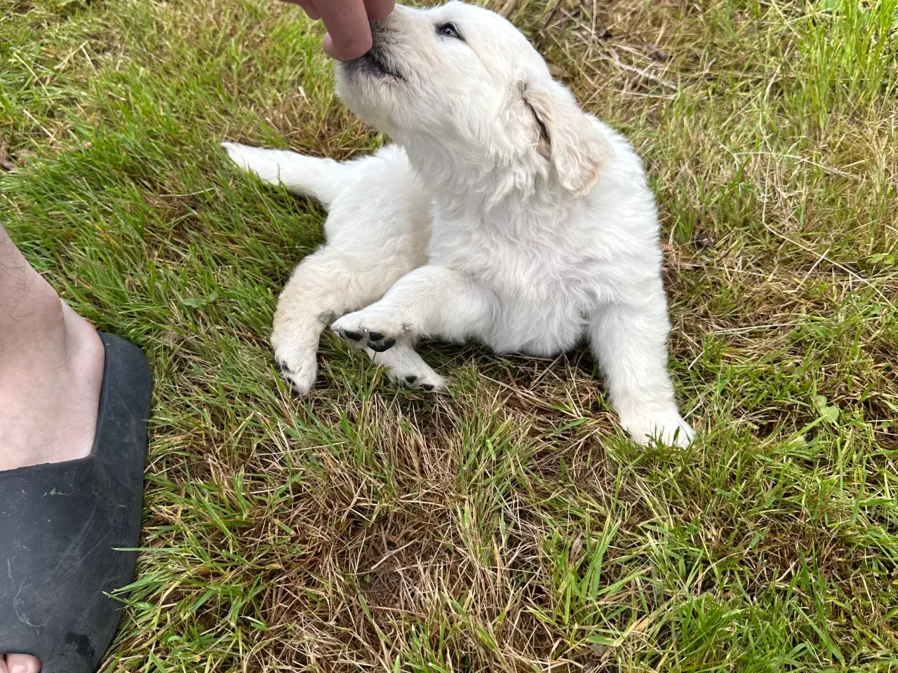 Billede 6 - Golden Doodle 