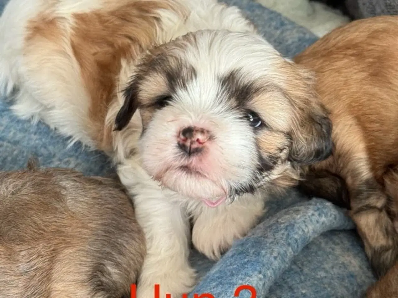 Billede 1 - Lhasa apso/Bichon Havanais hvalpe