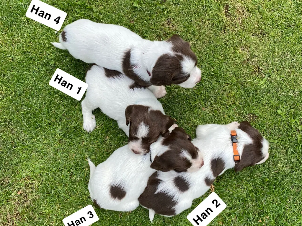 Billede 2 - FT Springer Spaniel hvalpe - klar til flyt 6 sep.