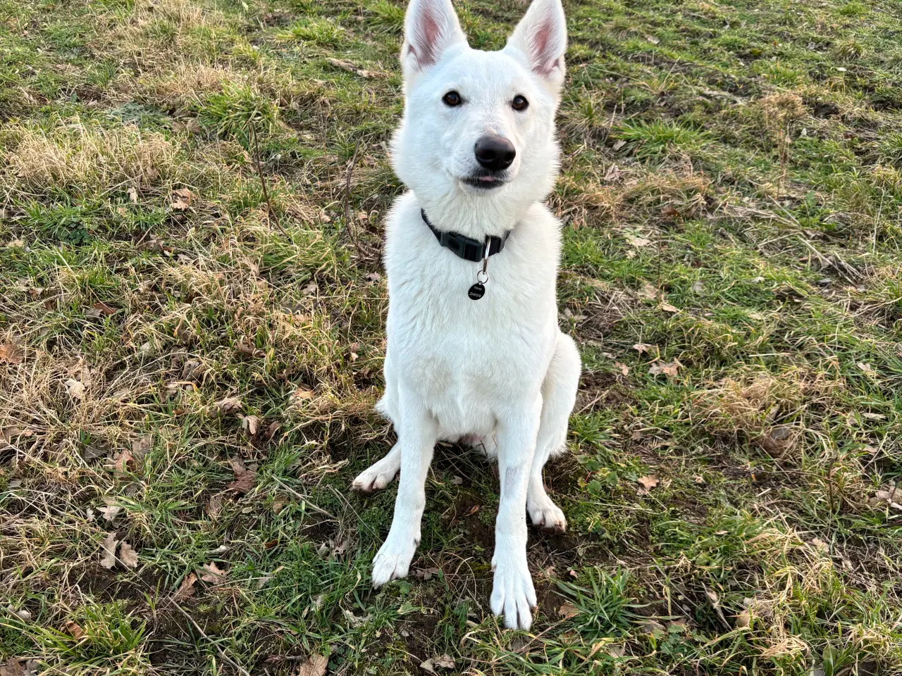 Billede 4 - Hvid schweizisk hyrdehund 2.5 år 