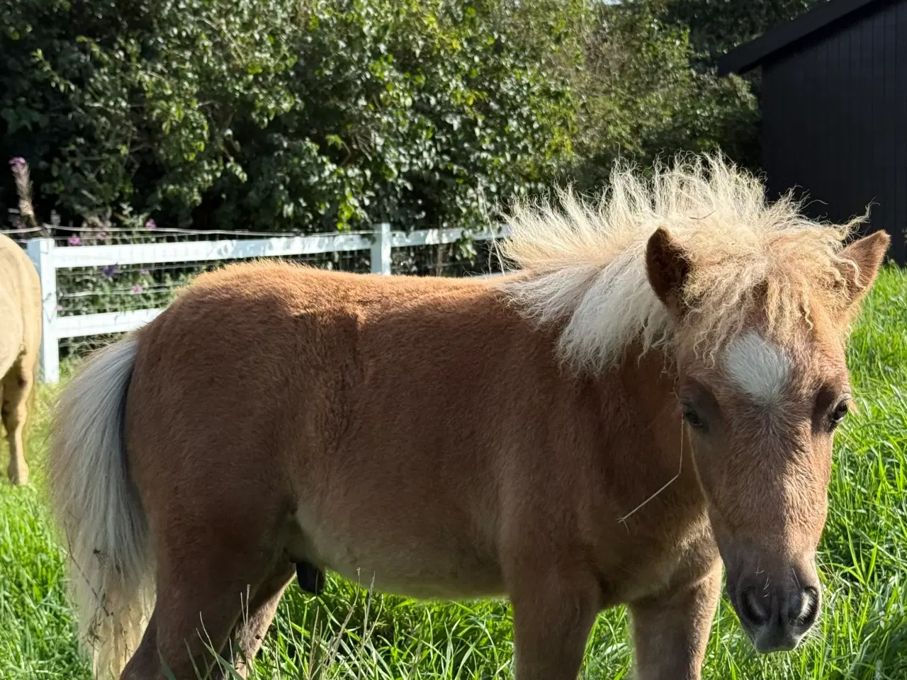 Billede 3 - Skøn mini pony 