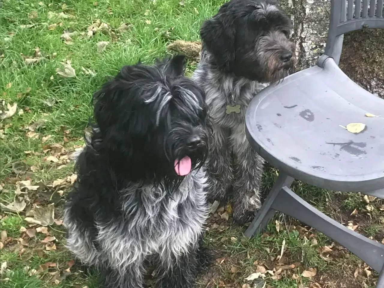 Billede 4 - Schapendoes pige søger kærlig hjem