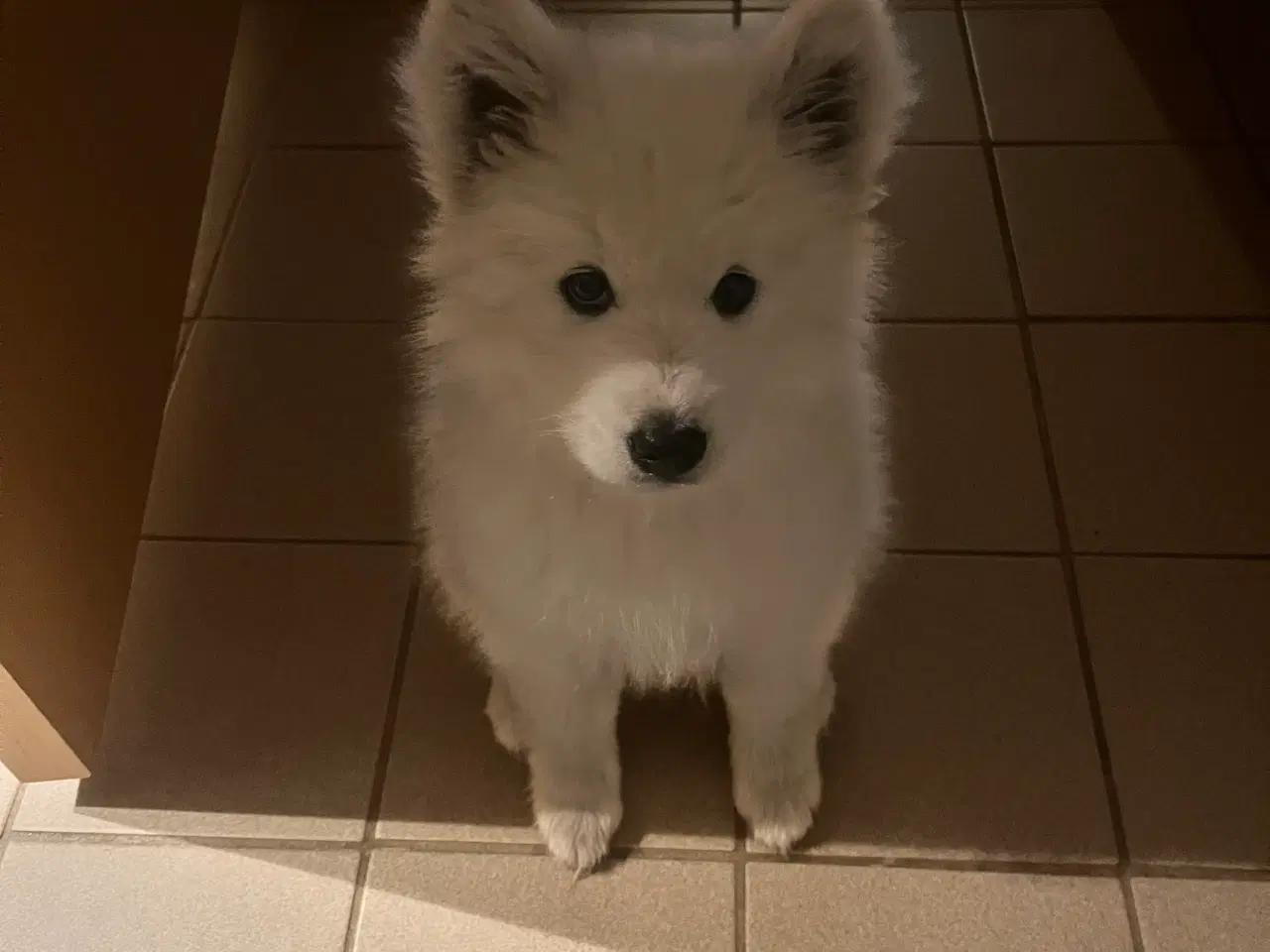 Billede 8 - 🐾 Smuk og kærlig samojedehvalp søger nyt hjem 🐾