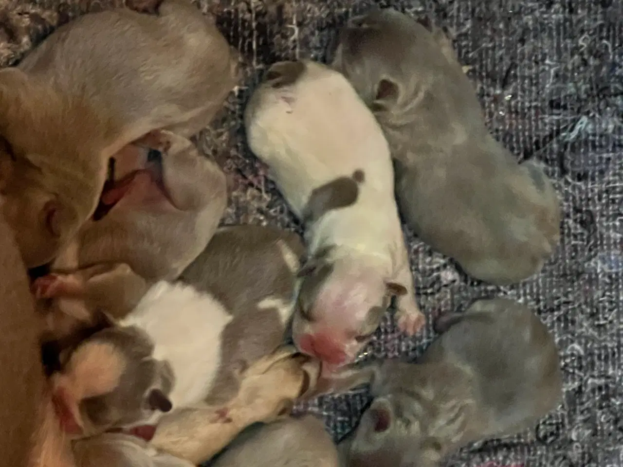 Billede 8 - Fransk bulldog hvalpe m stamtavle fra Avlsgodkende