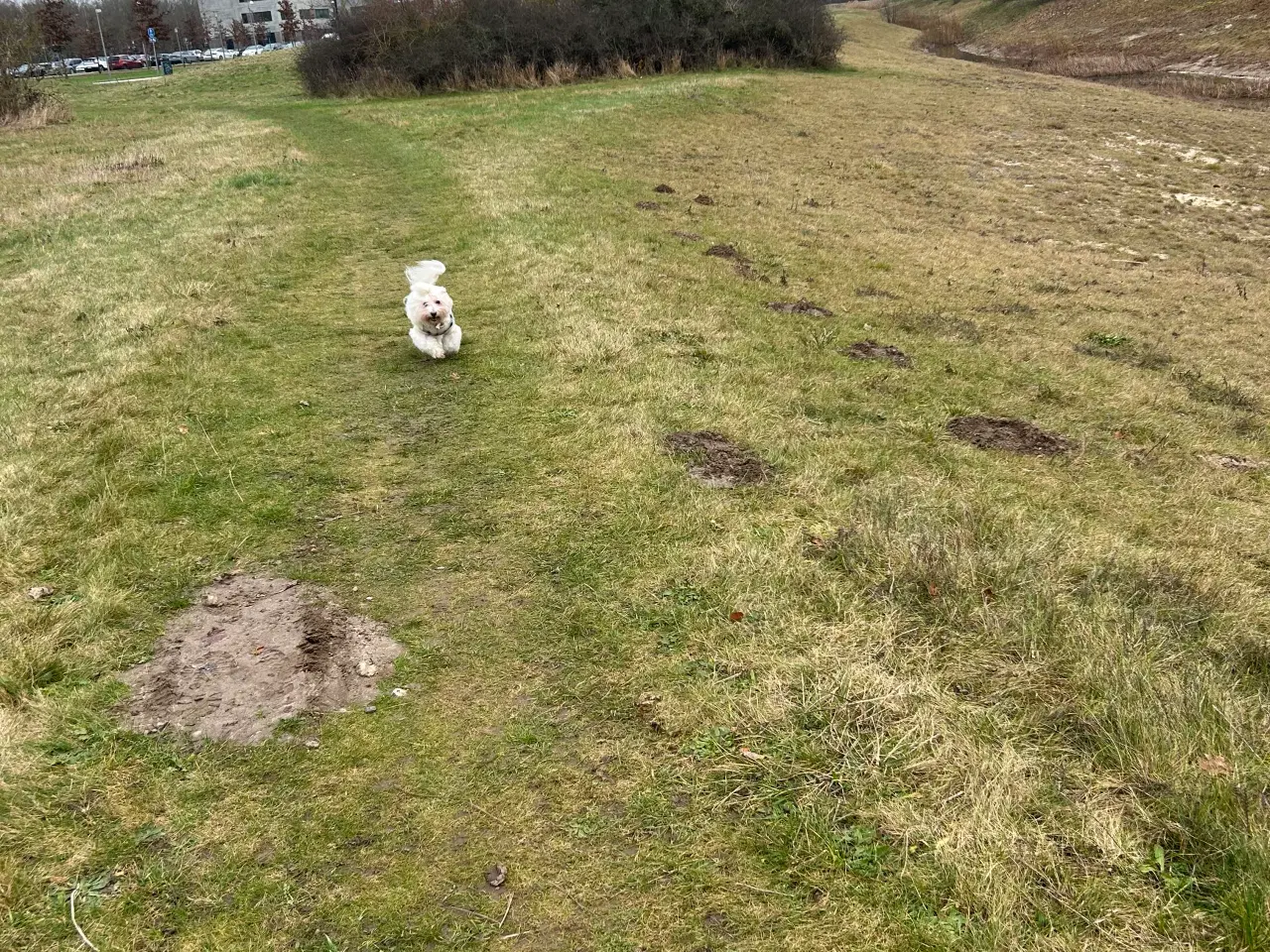 Billede 1 - Hund søges.