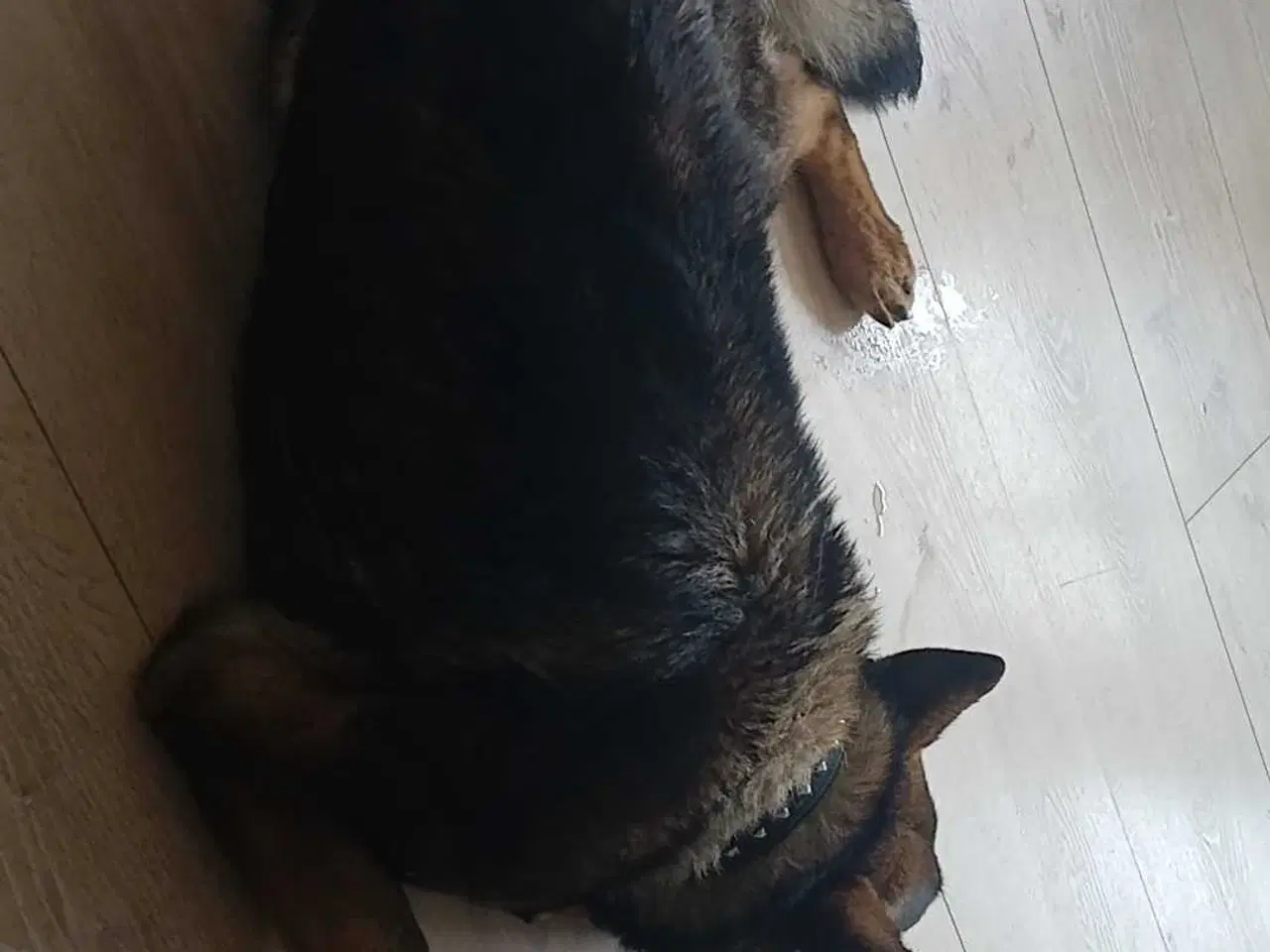 Billede 4 - Grå schæfer han