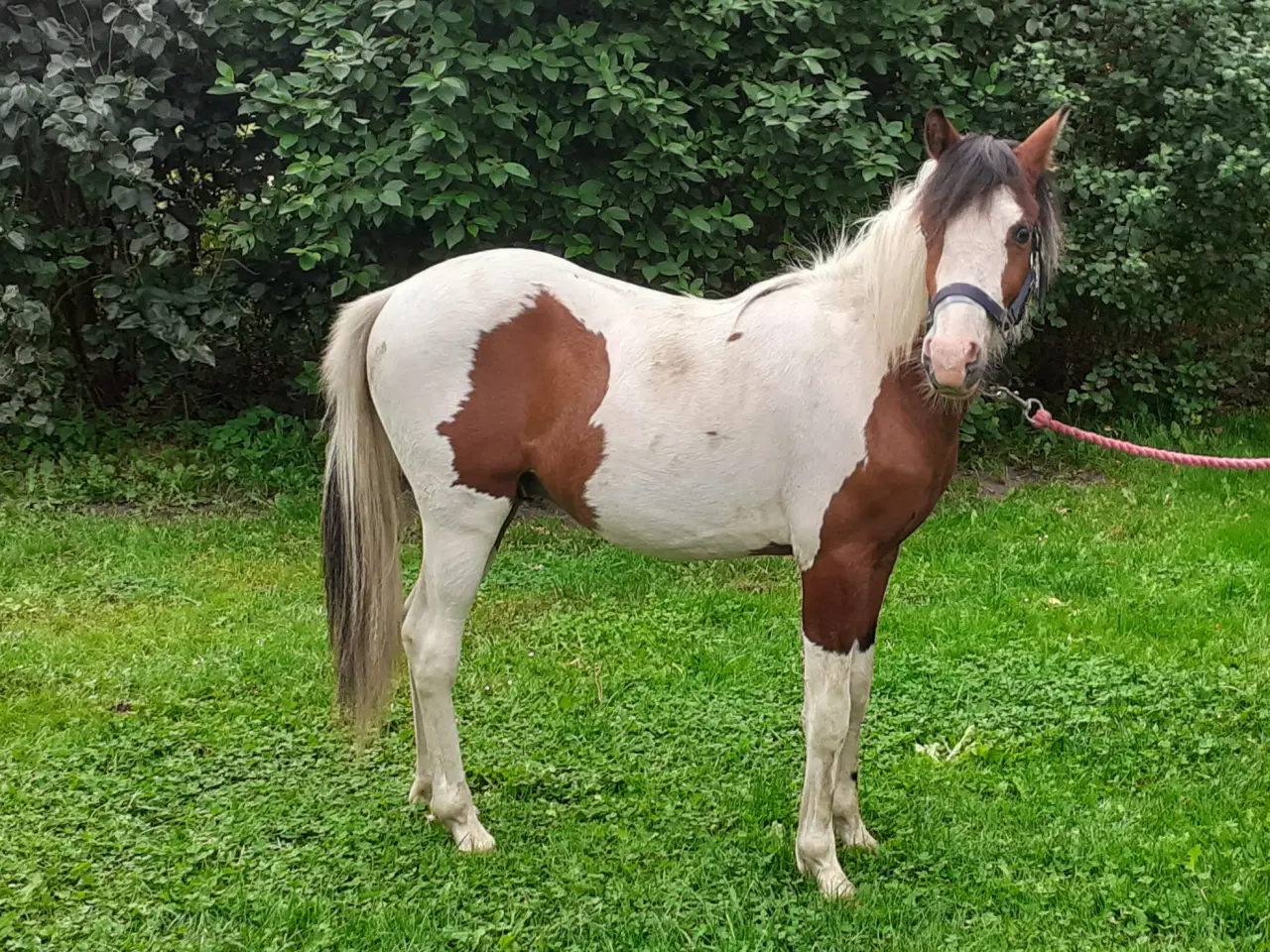 Billede 1 - Pony pinto Hingst plag 