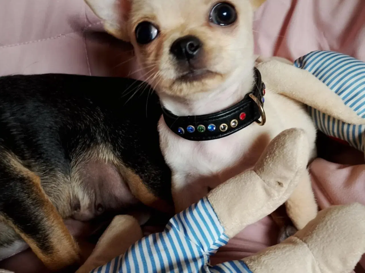 Billede 8 - Skøn chihuahua han mix hvalp