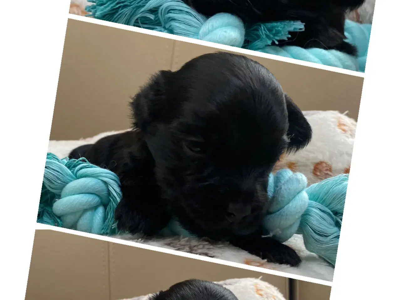 Billede 6 - Bichon Havanais kuld