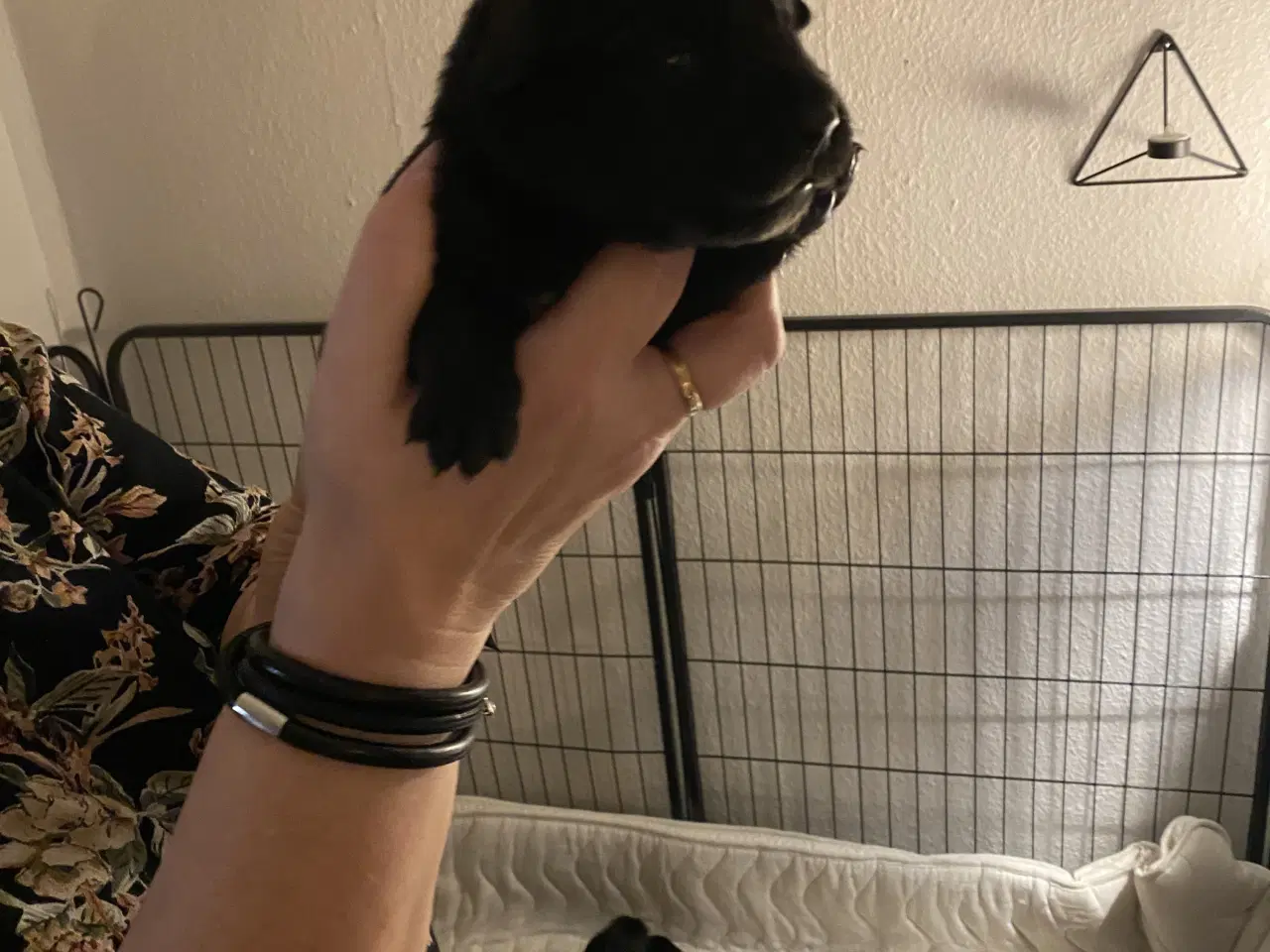 Billede 4 - 1 sort han hund som mangler sit eget hjem 