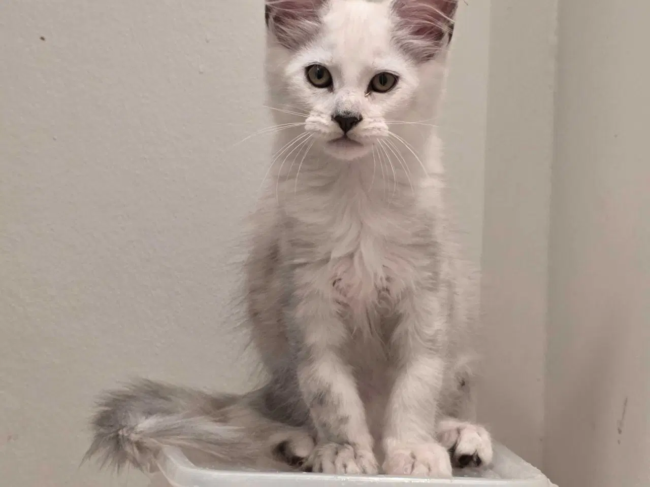 Billede 1 - Shaded dreng mainecoon