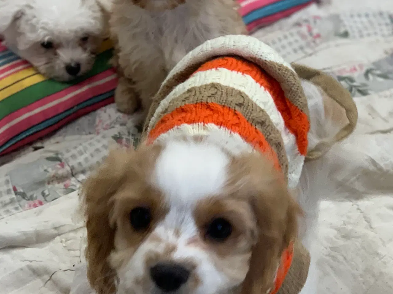 Billede 3 - Den yndigste cavapoo dreng er rejseklar 