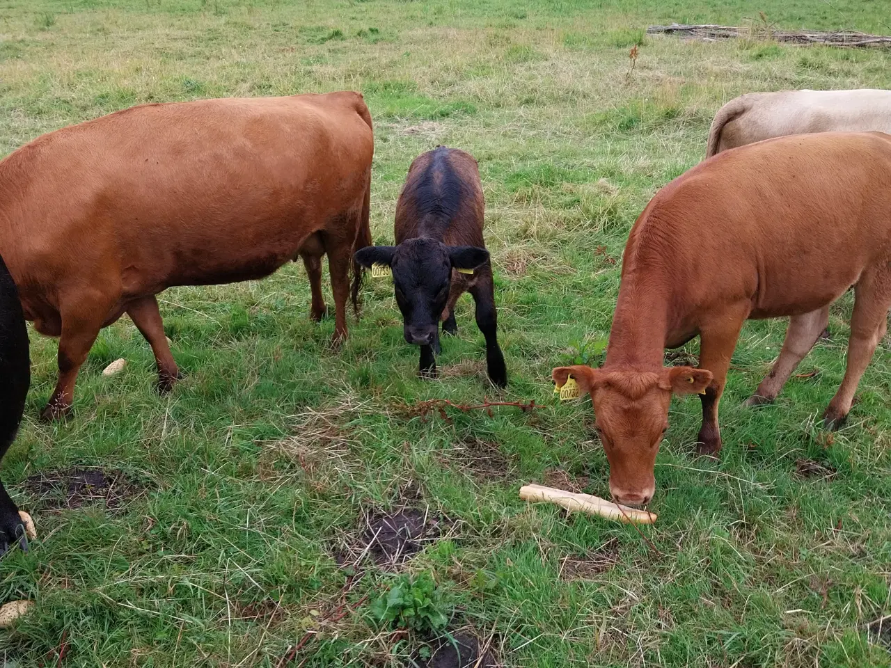 Billede 1 - Dexter med og uden stamtavle.