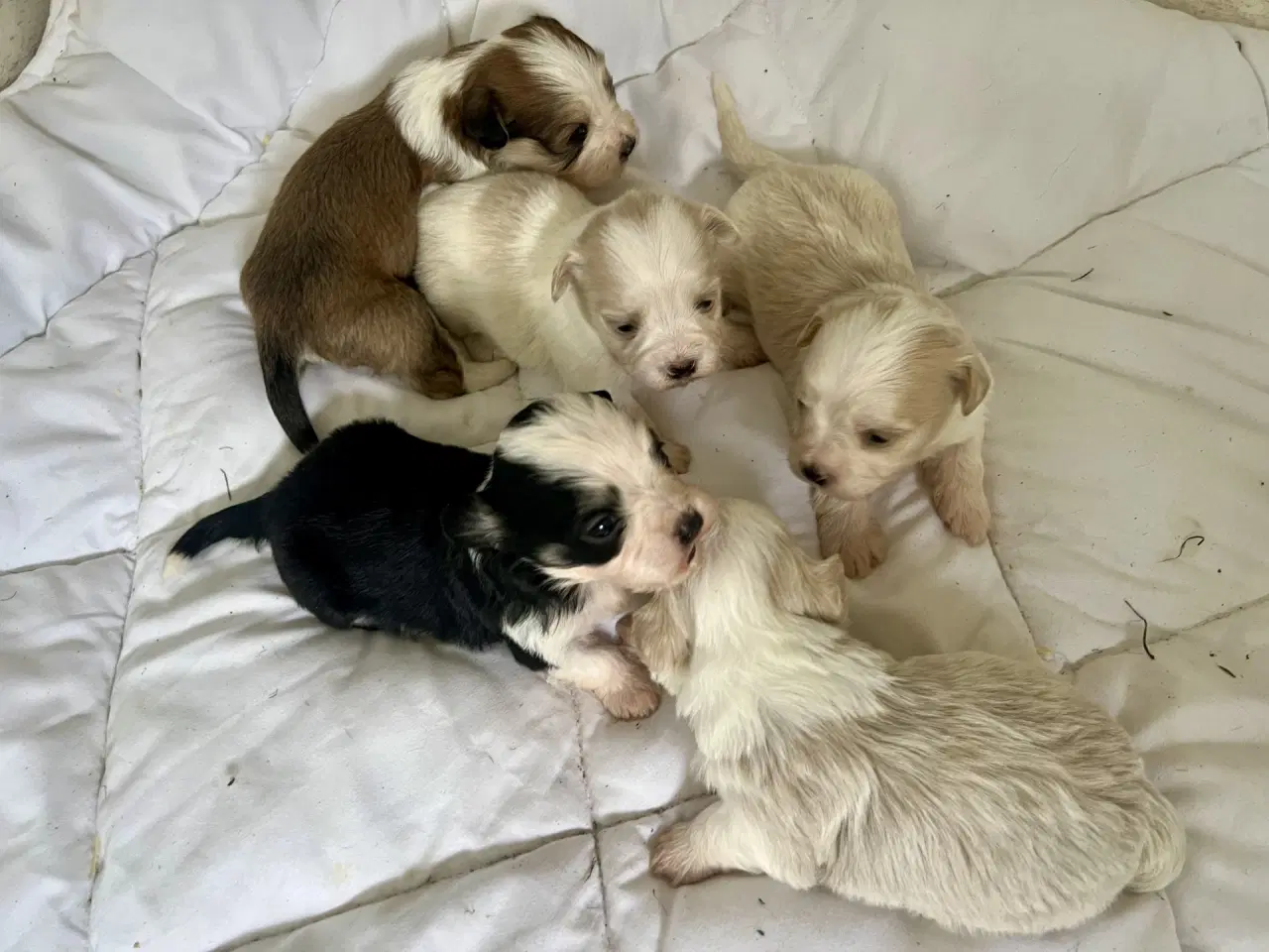 Billede 13 - Allergivenlig Shih Tzu / Bichon Havanais