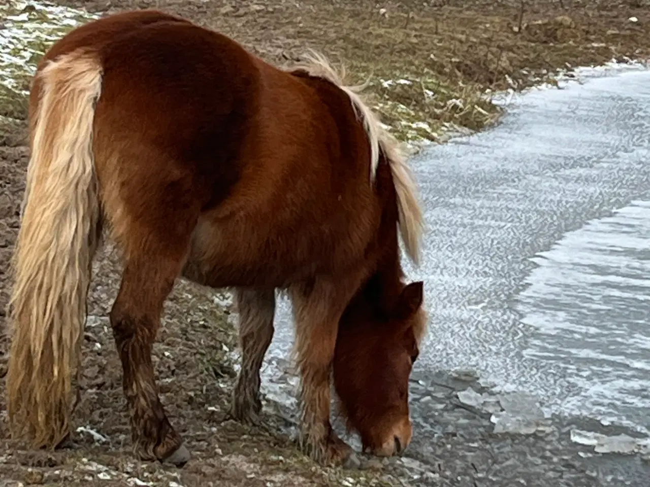 Billede 7 - Islandske heste reserveret 