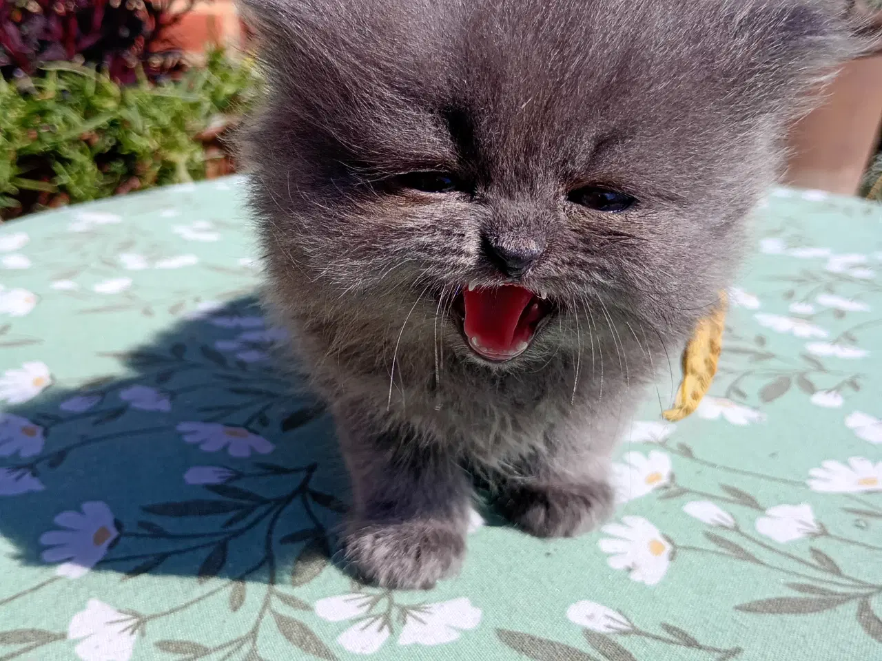 Billede 3 - British Longhair dreng