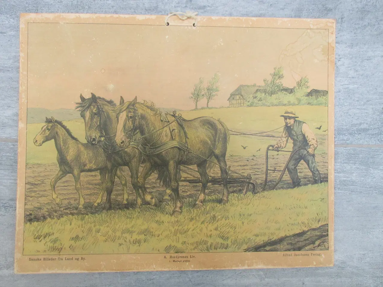 Billede 1 - Gamle anskuelighedstavler / anskuelsestavler 