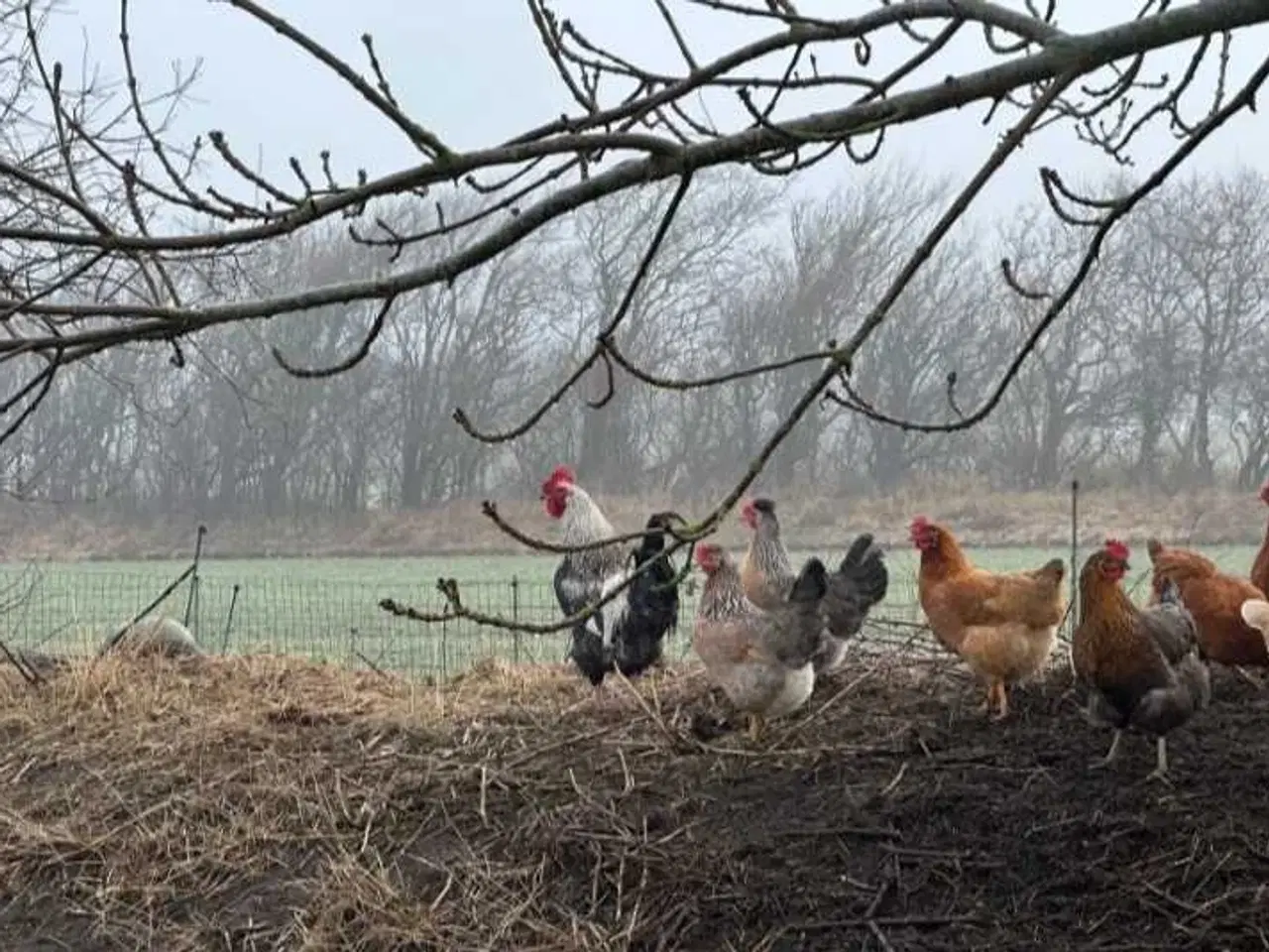 Billede 2 - Kyllinger