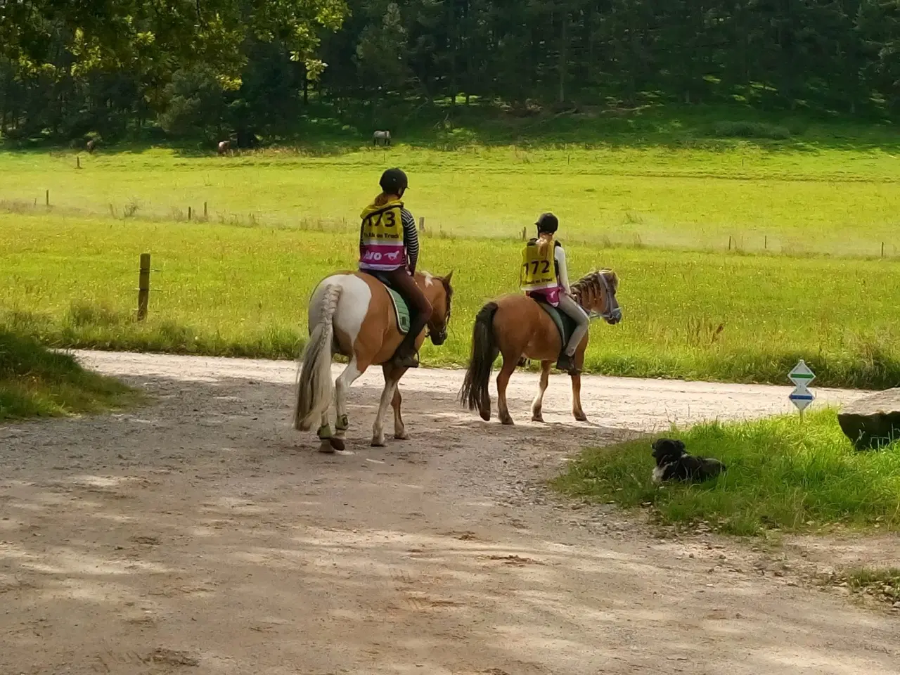 Billede 11 - Pinto/nordbakker blanding 