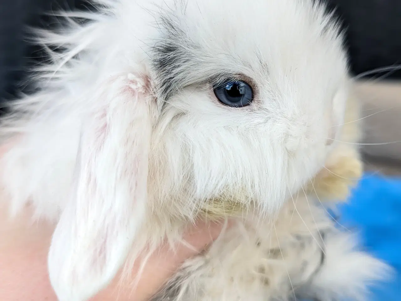 Billede 4 - Minilop kaninunge sælges