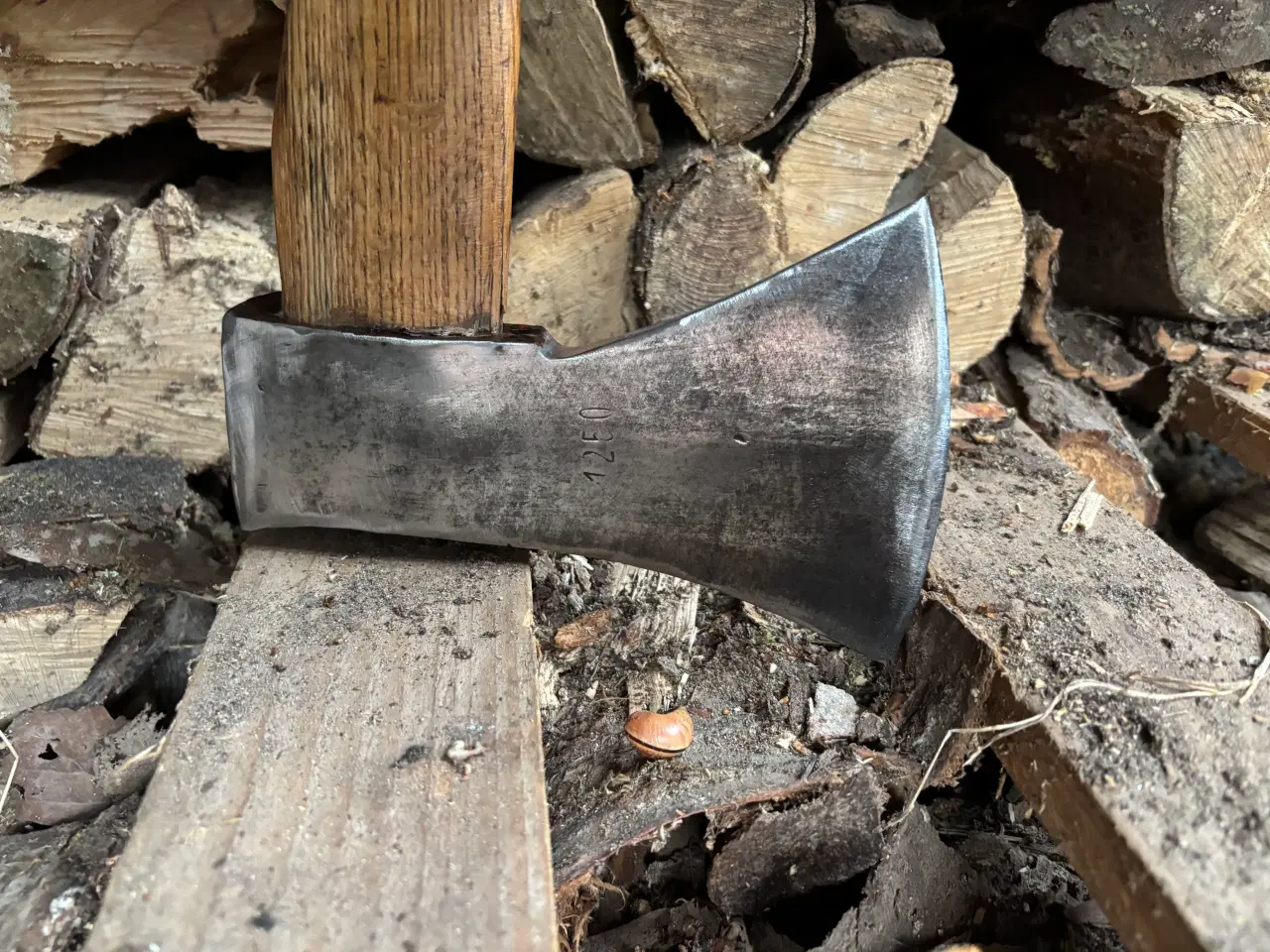 Billede 2 - Skovøkse.