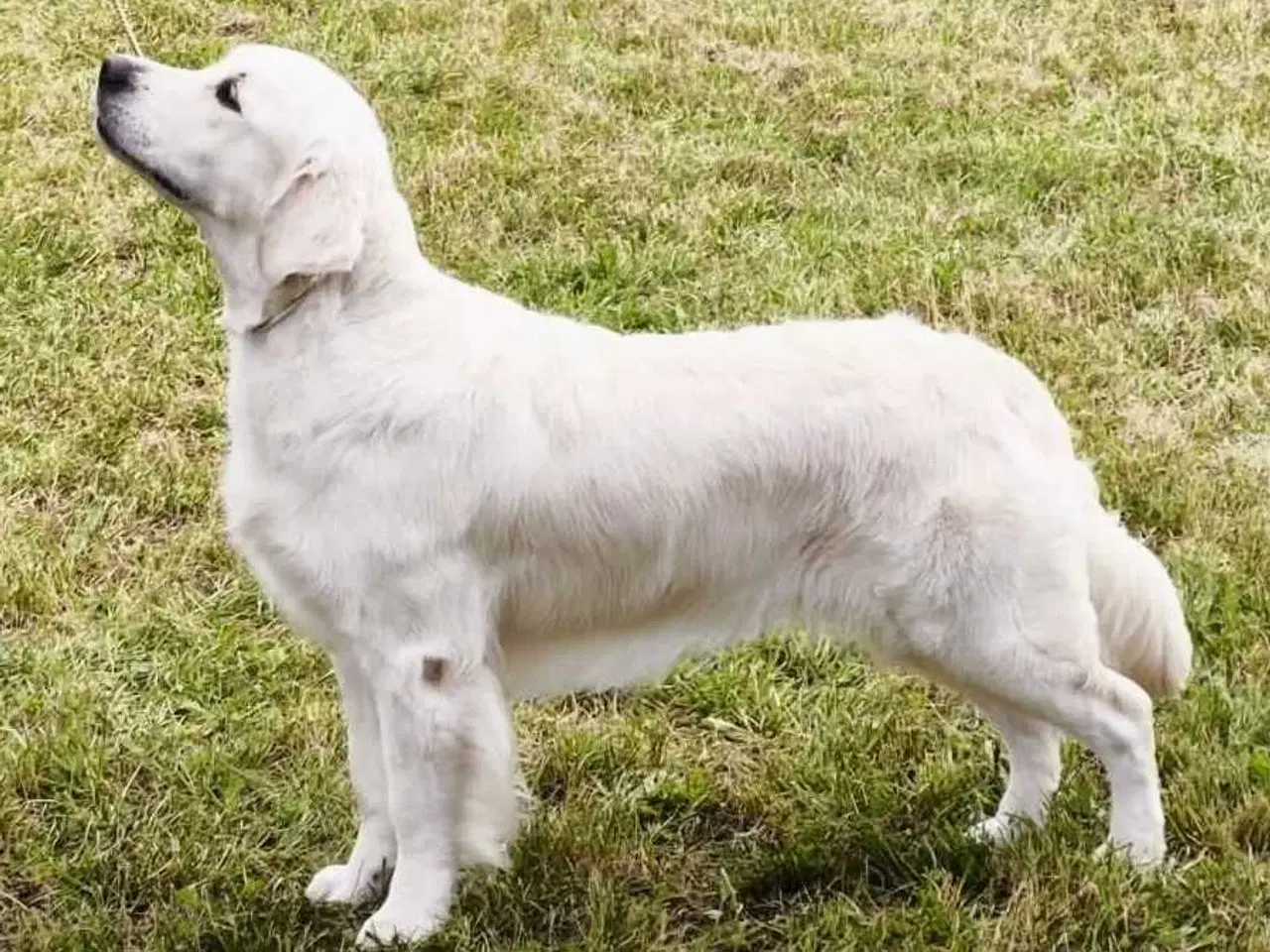 Billede 12 - Golden retriever han hvalpe 