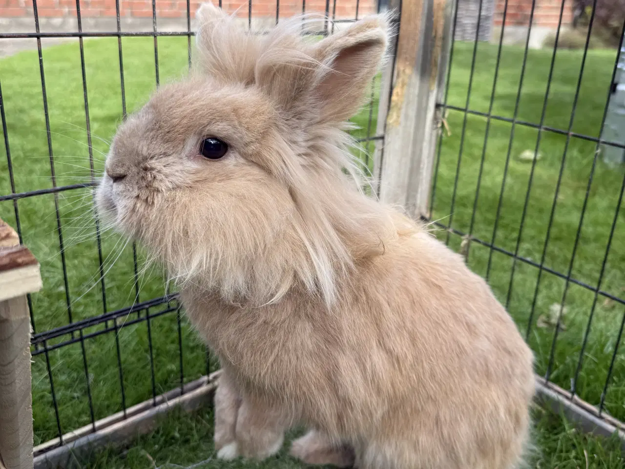 Billede 2 - To løvehoved kaniner søger nyt hjem