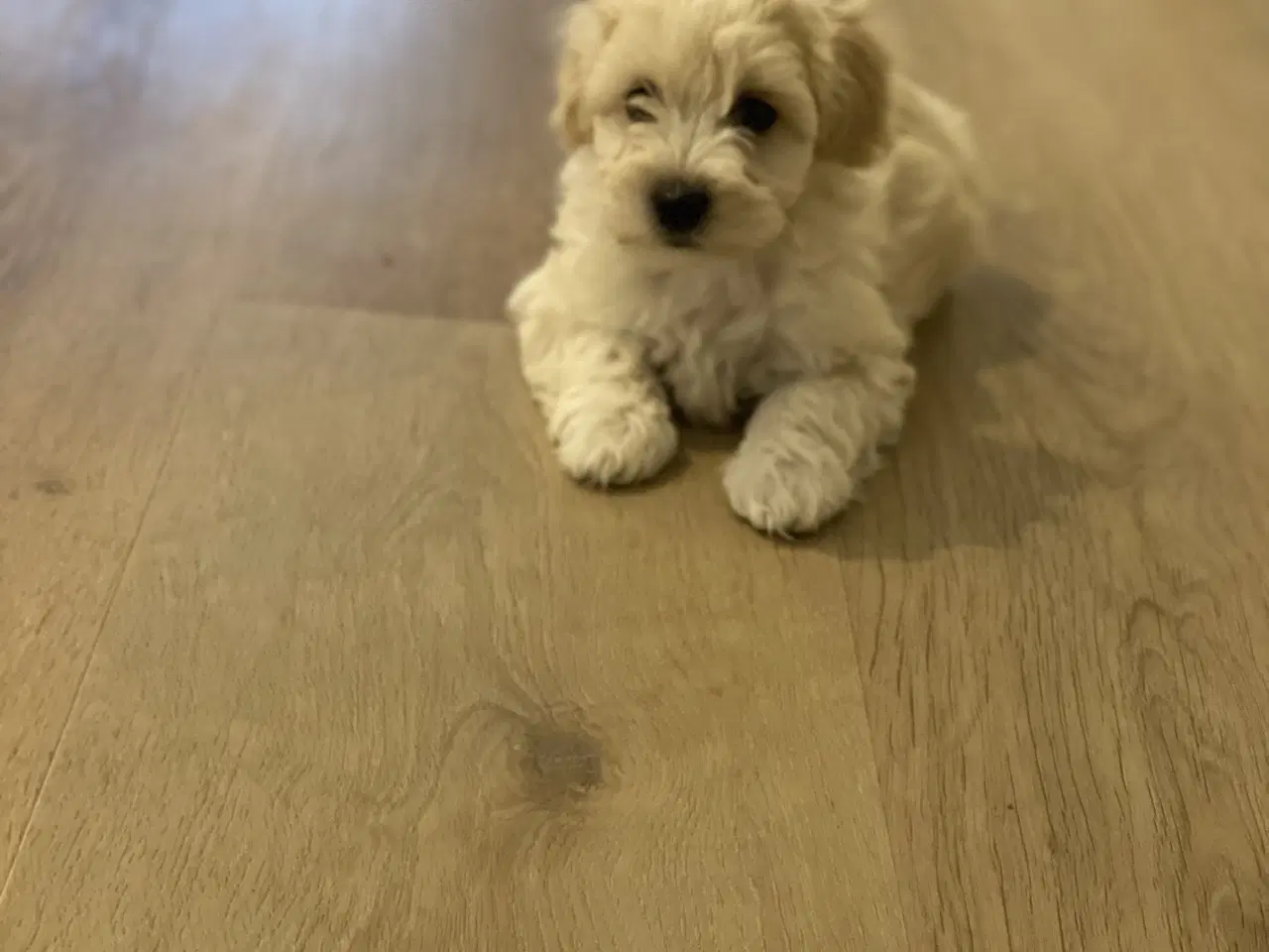 Billede 4 - Maltipoo hvalp 