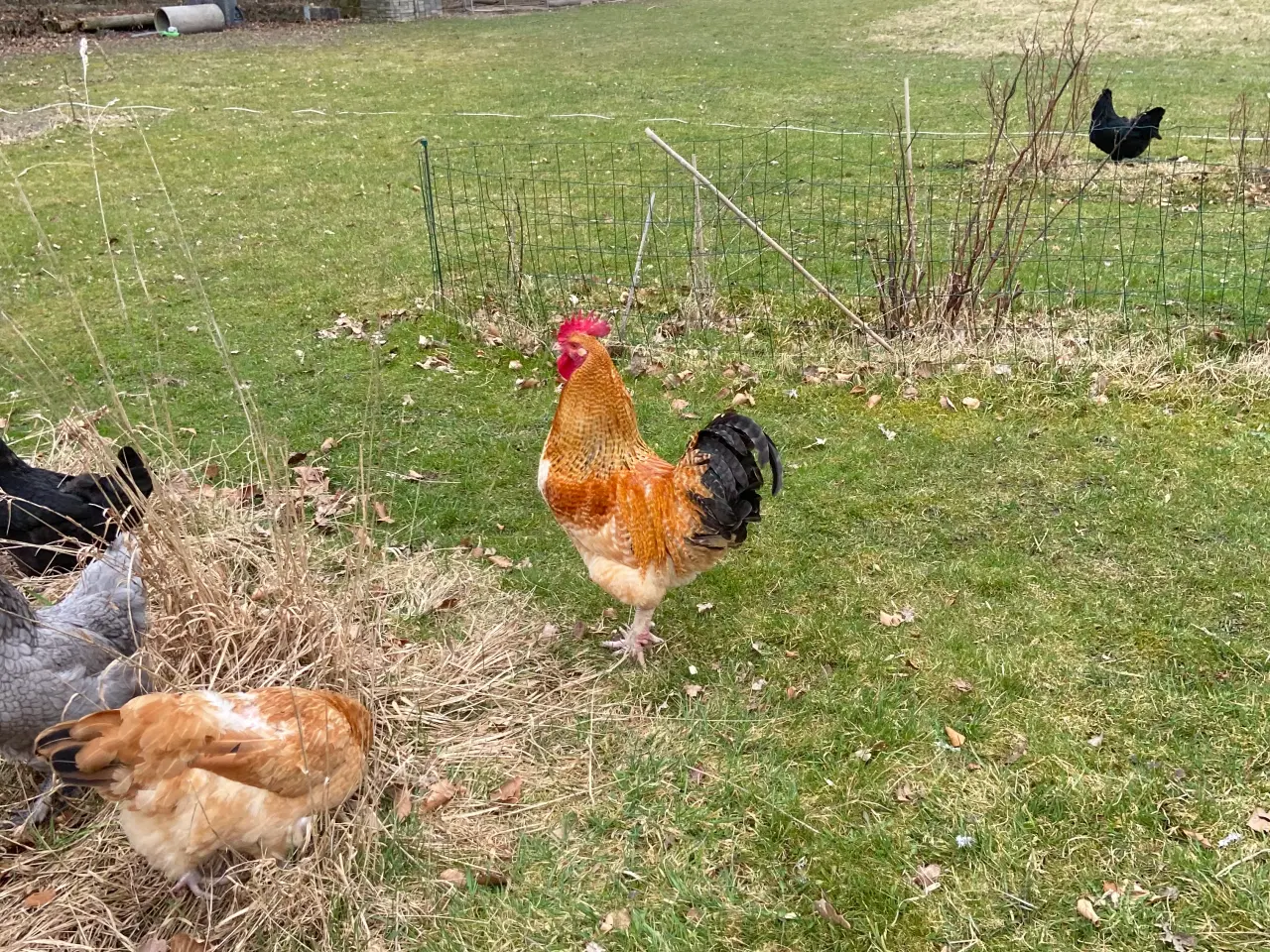 Billede 2 - Haner gives væk