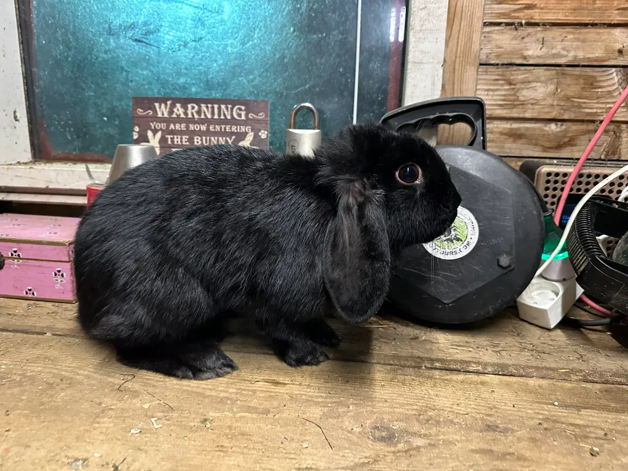 Billede 7 - Østrigsk Hopkanin / Kælekanin sælges