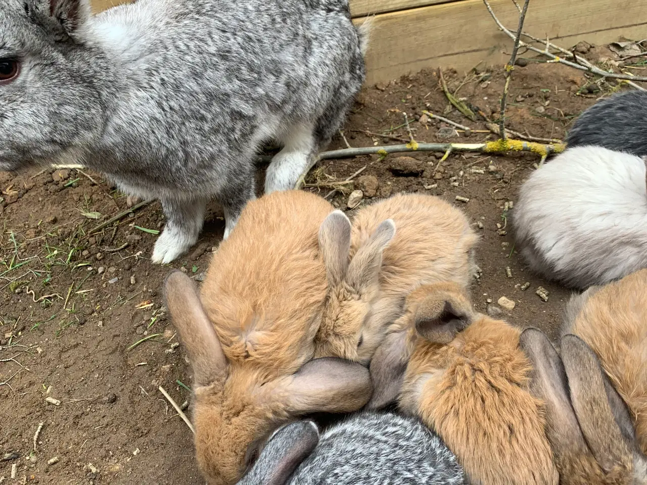 Billede 1 - Kanin unger