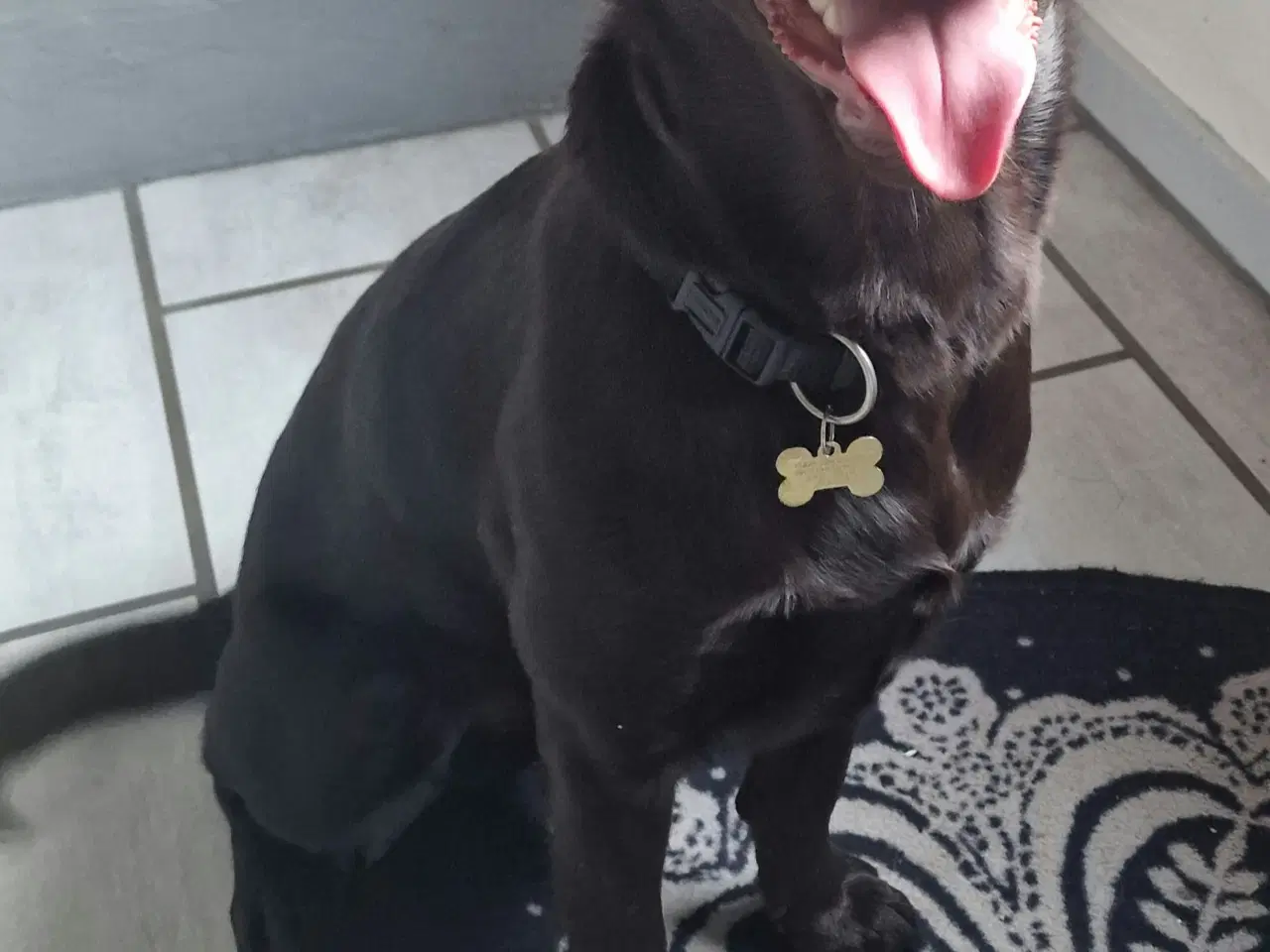 Billede 1 - Labrador
