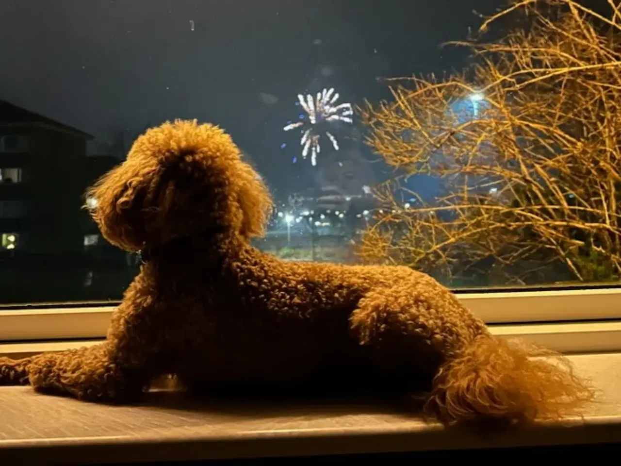 Billede 17 - Havapoo Bamser Puddel & Bichon Havanais